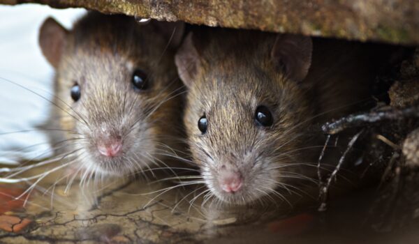Brown Rats
